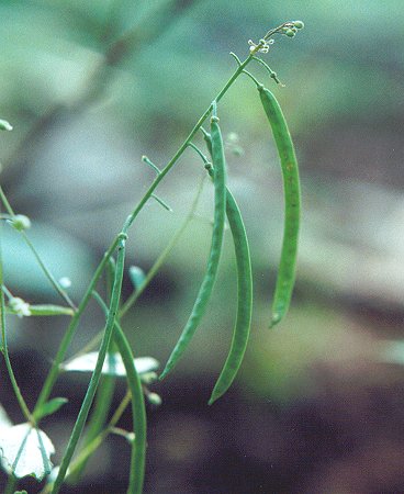 Boechera_canadensis_fruits.jpg