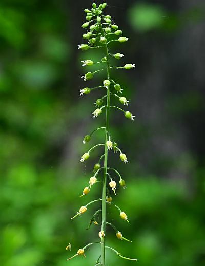 Boechera_canadensis_inflorescence.jpg