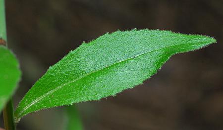 Boechera_canadensis_leaf1.jpg