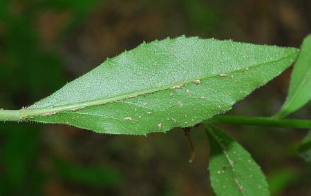 Boechera_canadensis_leaf2.jpg