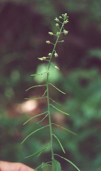 Boechera_canadensis_plant.jpg