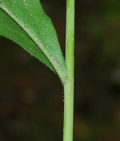 Boechera_canadensis_stem.jpg