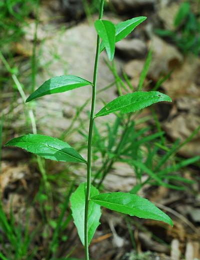 Boechera_canadensis_stem2.jpg