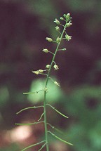 Boechera canadensis thumbnail