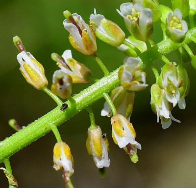 Boechera_dentata_flowers2.jpg