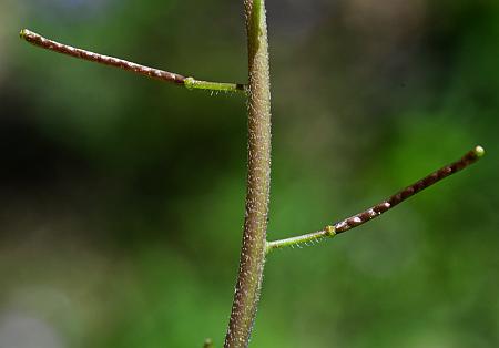 Boechera_dentata_fruits.jpg