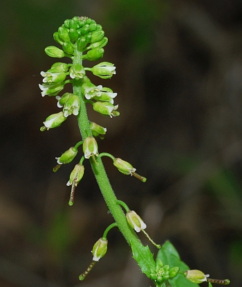 Boechera_dentata_inflorescence2.jpg