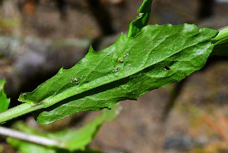 Boechera_dentata_leaf2.jpg