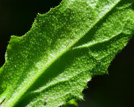 Boechera_dentata_leaf2a.jpg