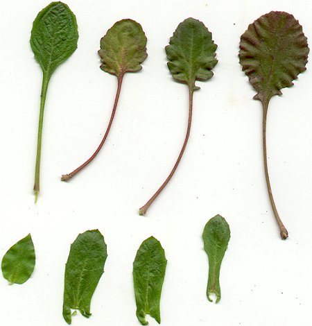 Boechera_dentata_leaves.jpg