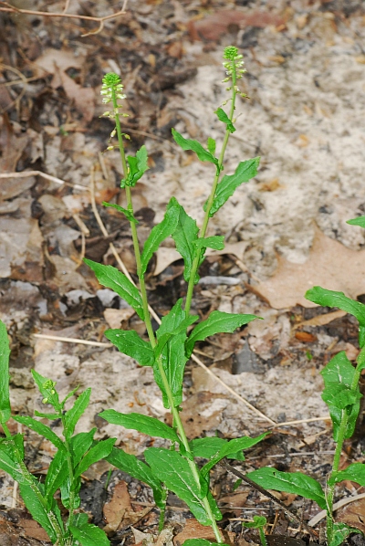 Boechera_dentata_plant2.jpg