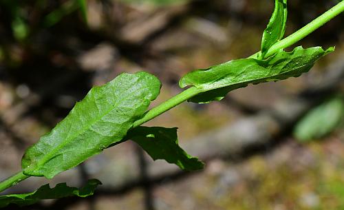 Boechera_dentata_stem.jpg