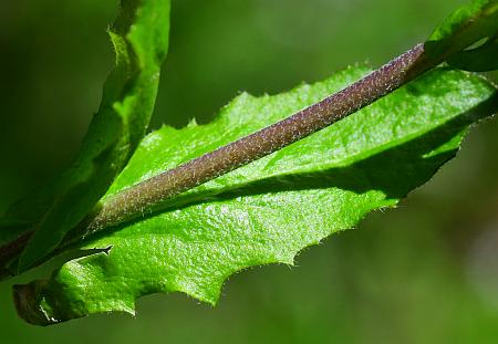 Boechera_dentata_stem2.jpg