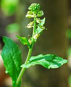 Boechera dentata thumbnail