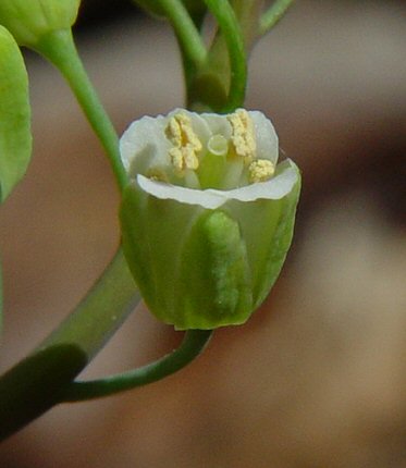 Boechera_laevigata_flower.jpg