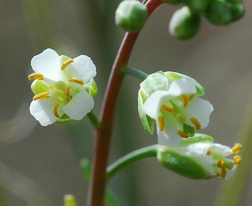 Boechera_laevigata_flowers.jpg