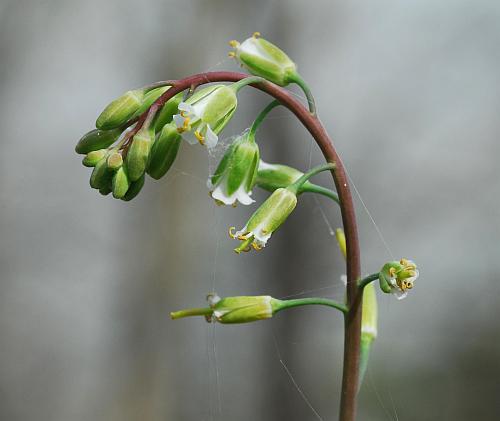 Boechera_laevigata_inflorescence2.jpg