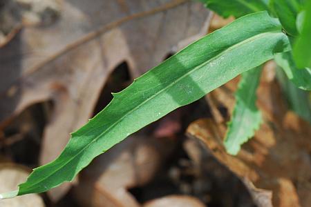 Boechera_laevigata_leaf1.jpg