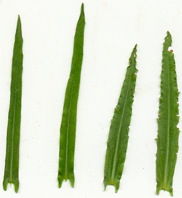 Boechera_laevigata_leaves.jpg