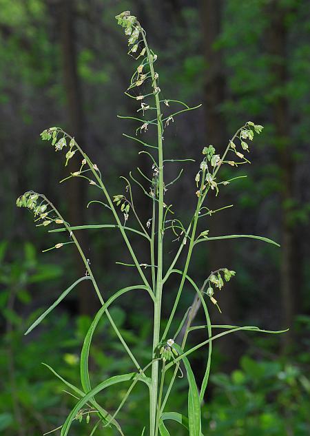 Boechera_laevigata_plant.jpg