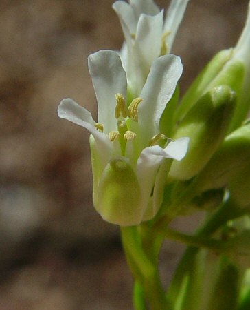 Boechera_missouriensis_flower.jpg