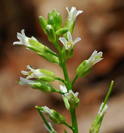 Boechera_missouriensis_inflorescence.jpg