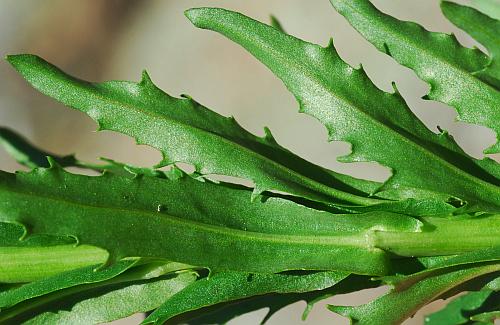 Boechera_missouriensis_leaves3.jpg