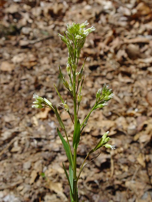 Boechera_missouriensis_plant.jpg