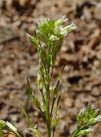 Boechera missouriensis thumbnail