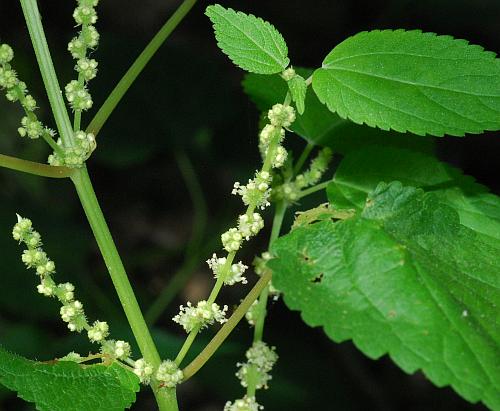 Boehmeria_cylindrica_inflorescence.jpg