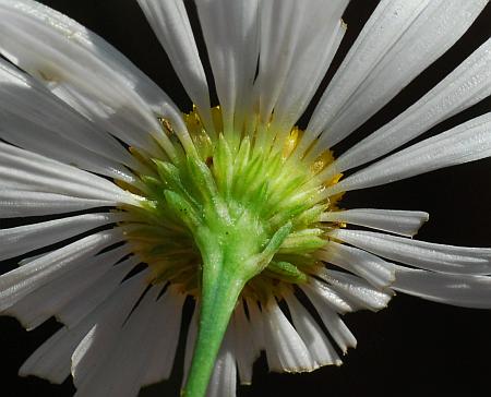 Boltonia_asteroides_involucre.jpg