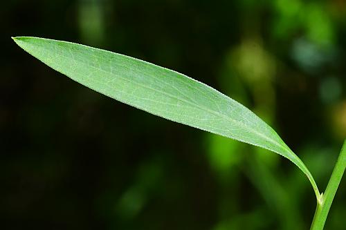 Boltonia_asteroides_leaf1.jpg