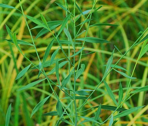 Boltonia_asteroides_leaves.jpg