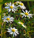 Boltonia asteroides thumbnail