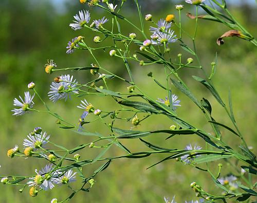 Boltonia_decurrens_inflorescence2.jpg