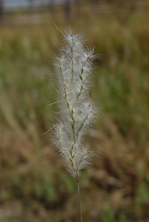 Bothriochloa_laguroides_inflorescence.jpg