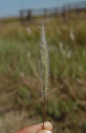 Bothriochloa_laguroides_inflorescence2.jpg