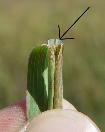 Bothriochloa_laguroides_ligule.jpg