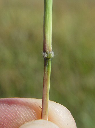 Bothriochloa_laguroides_node.jpg