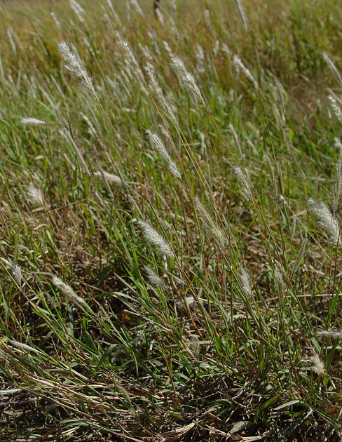 Bothriochloa_laguroides_plant.jpg