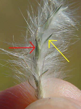 Bothriochloa_laguroides_spikelet.JPG