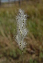 Bothriochloa laguroides thumbnail