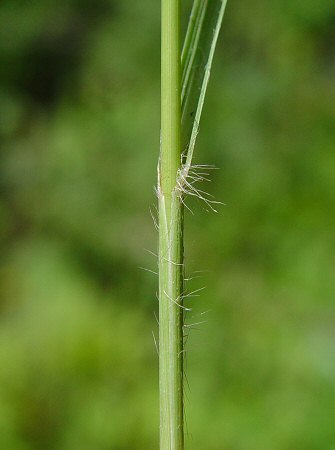 Bouteloua_curtipendula_leaf_base.jpg