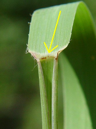 Bouteloua_curtipendula_ligule.jpg