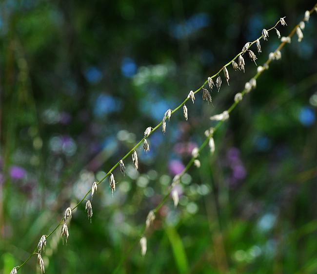 Bouteloua_curtipendula_plant.jpg