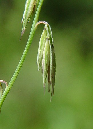 Bouteloua_curtipendula_spikelet.jpg