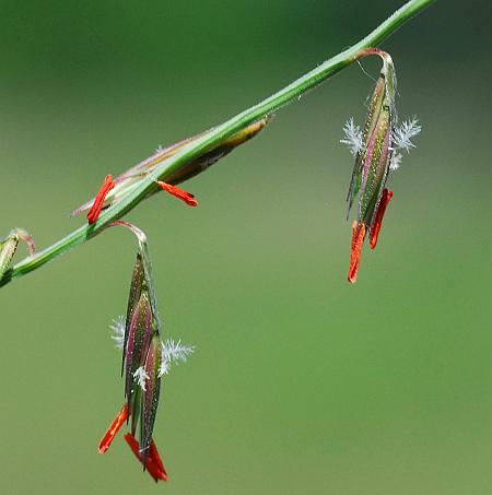 Bouteloua_curtipendula_spikelets.jpg