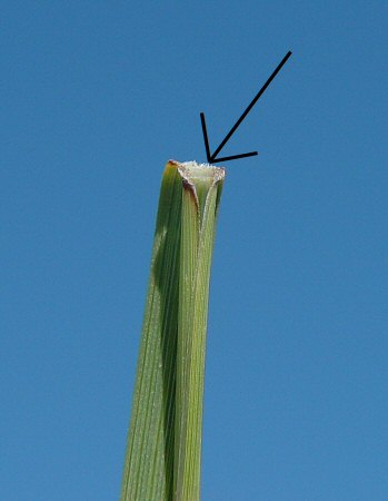 Bouteloua_gracilis_ligule.jpg