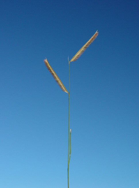 Bouteloua_gracilis_plant.jpg