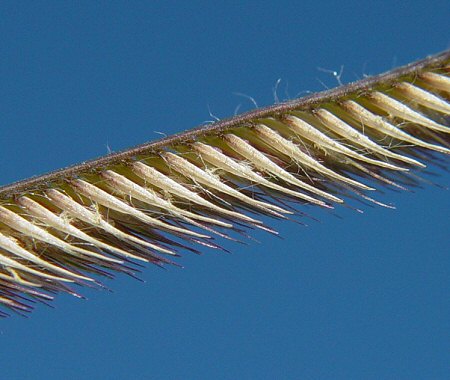 Bouteloua_gracilis_spikelets.jpg